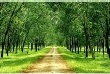Giá cao su thế giới trên đà phục hồi